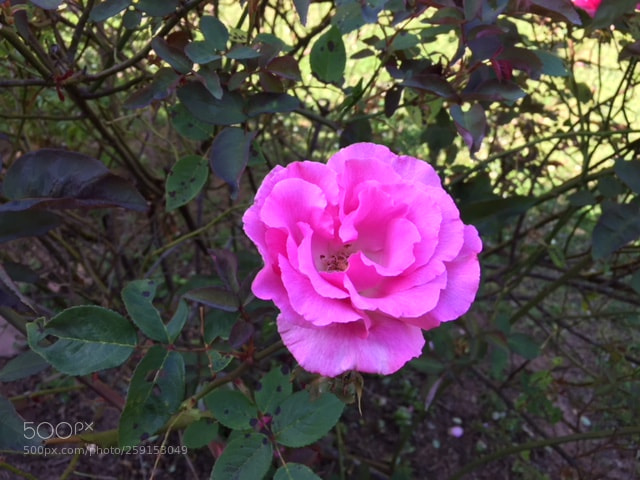 Apple iPhone 6 sample photo. Leah's garden photography
