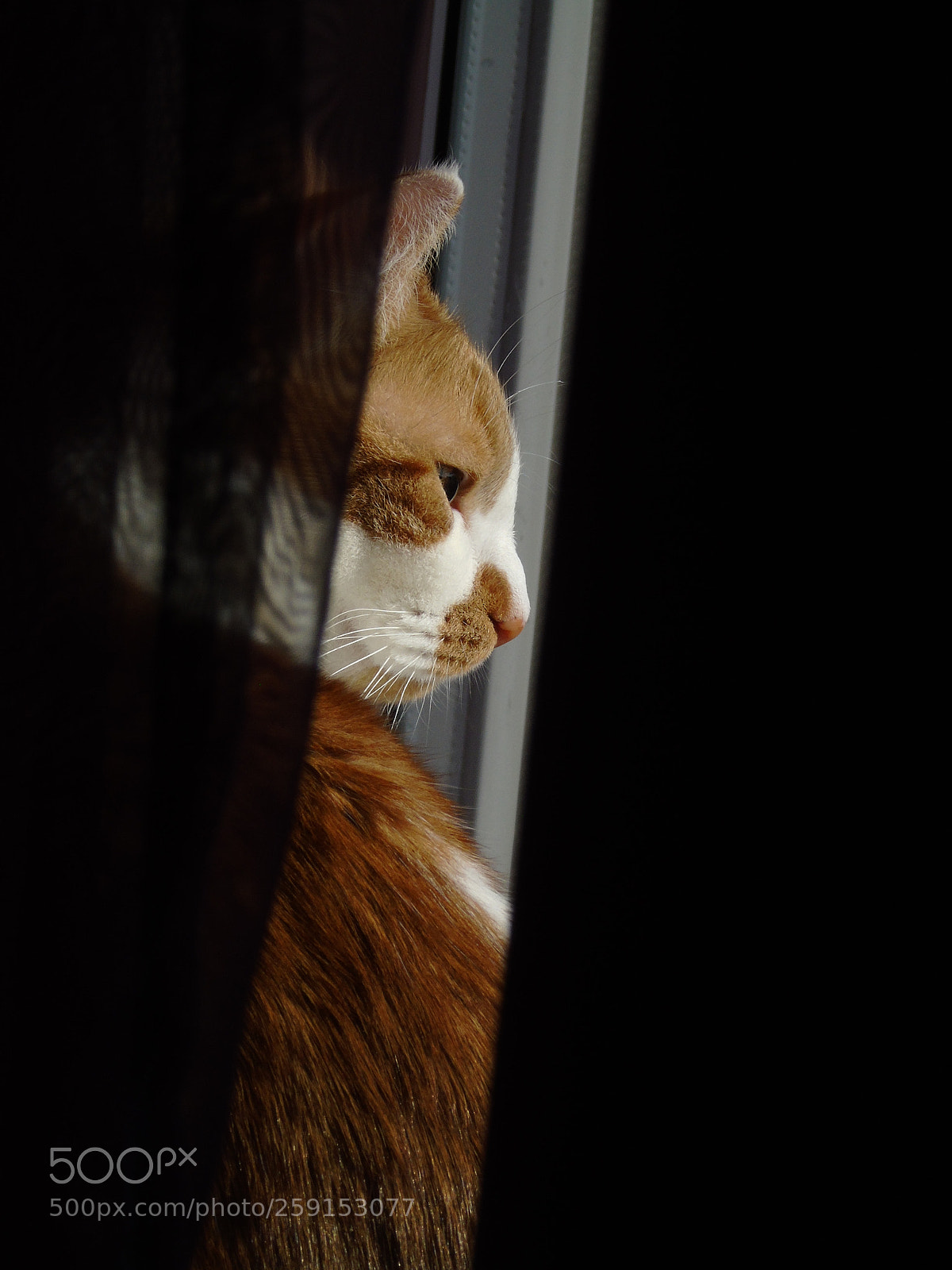 Sony Cyber-shot DSC-H400 sample photo. Valentine on the windowsill photography
