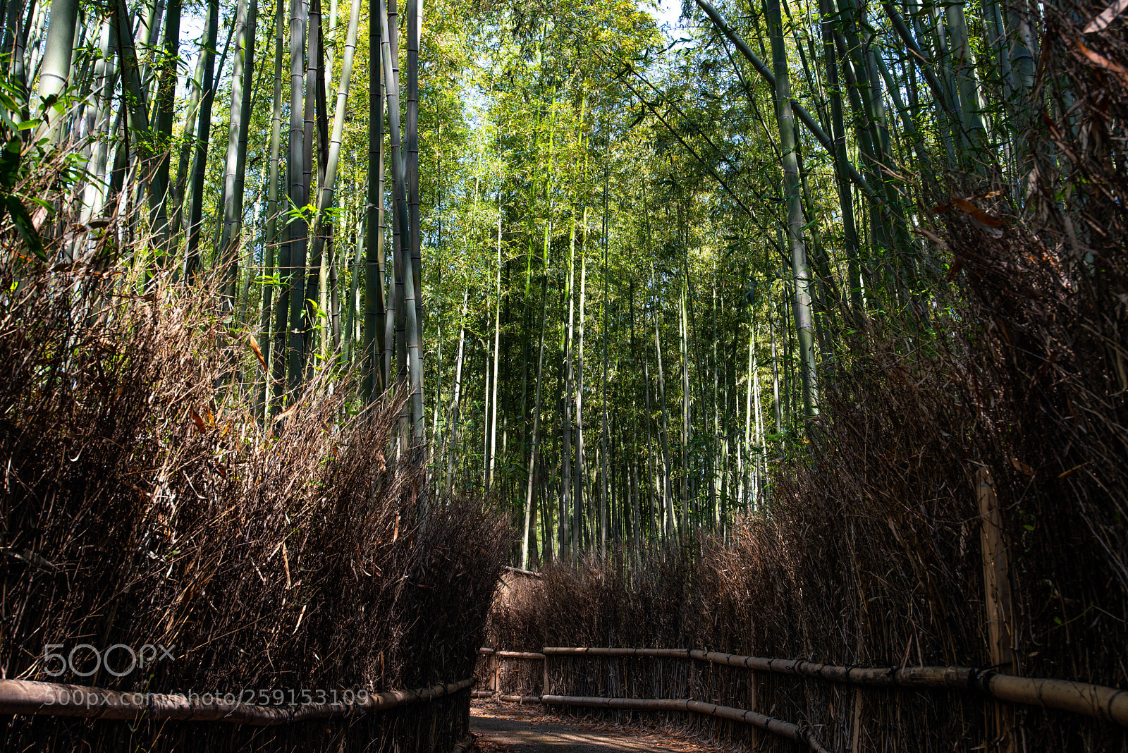 Nikon D810 sample photo. Path in bamboo photography