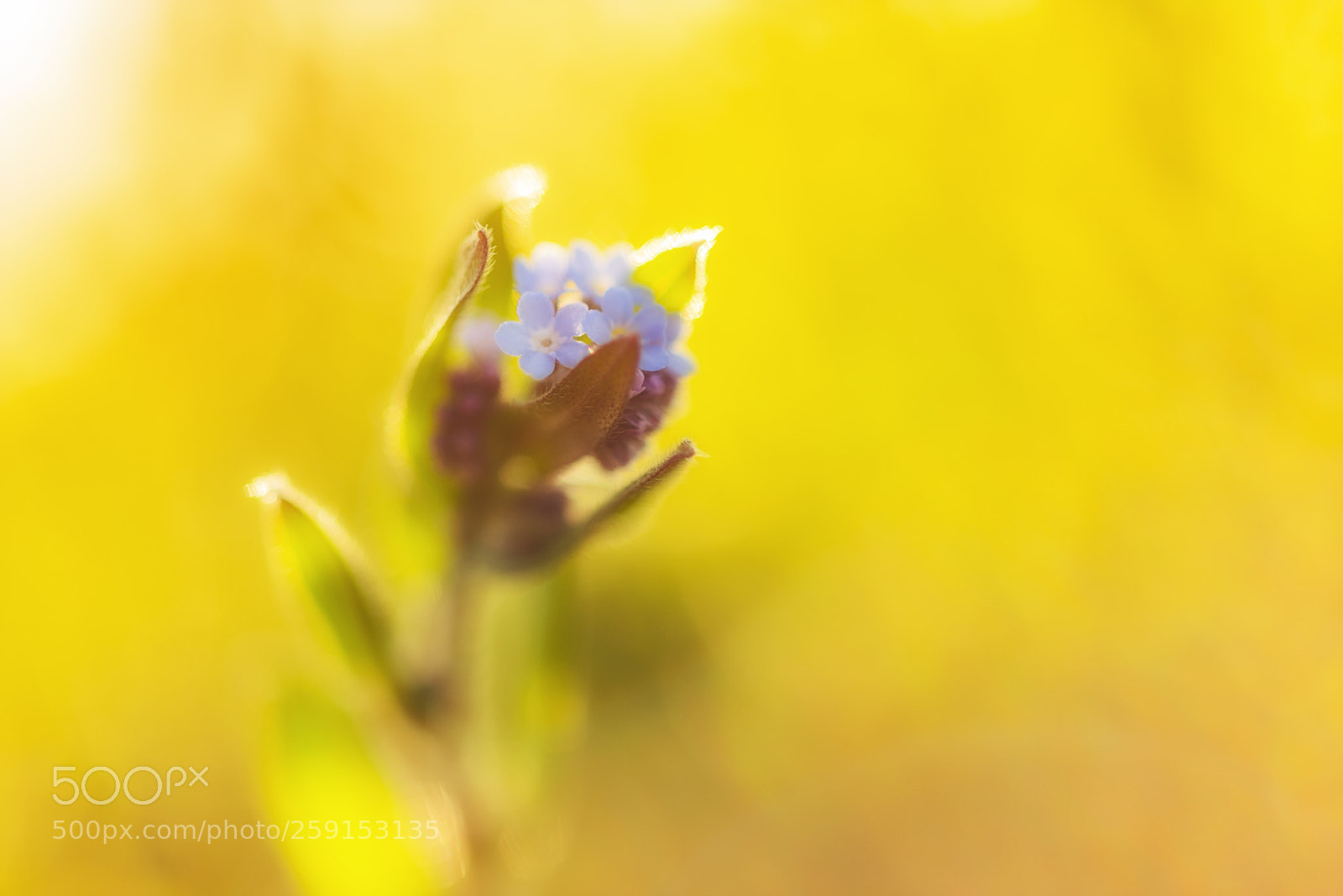 Nikon D810 sample photo. Forget-me-not photography