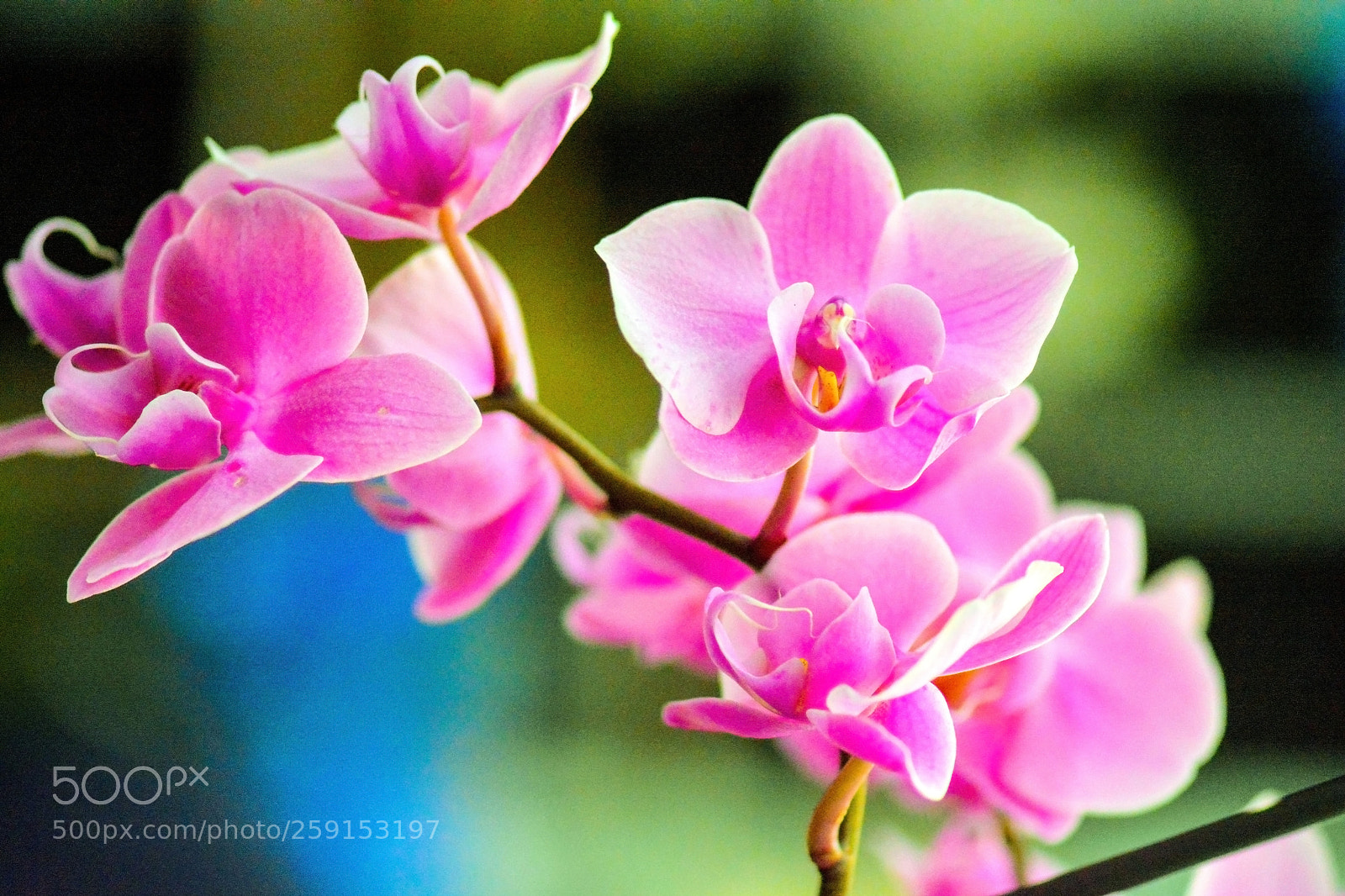 Nikon D7100 sample photo. A pink orchid in photography