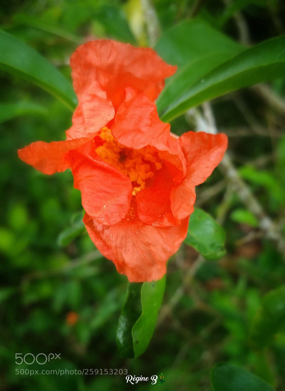Samsung Galaxy Note4 sample photo. Pomegranate flower photography