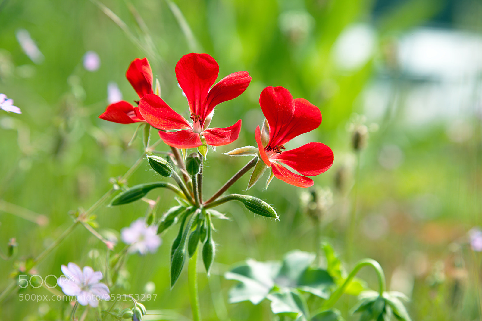 Canon EF 24-105mm F4L IS USM sample photo. In the wild photography