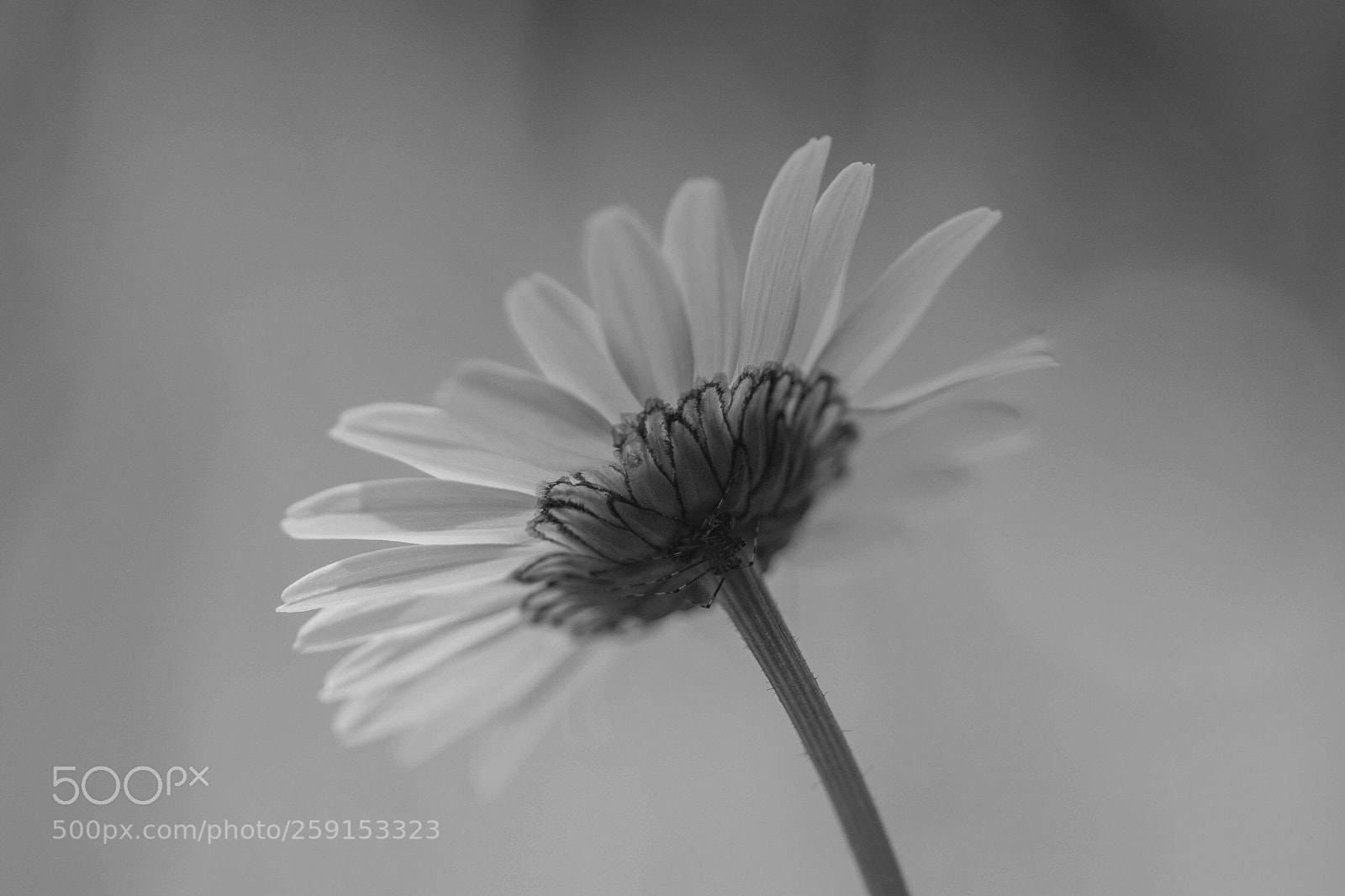 Canon EOS 80D sample photo. B&w  photography