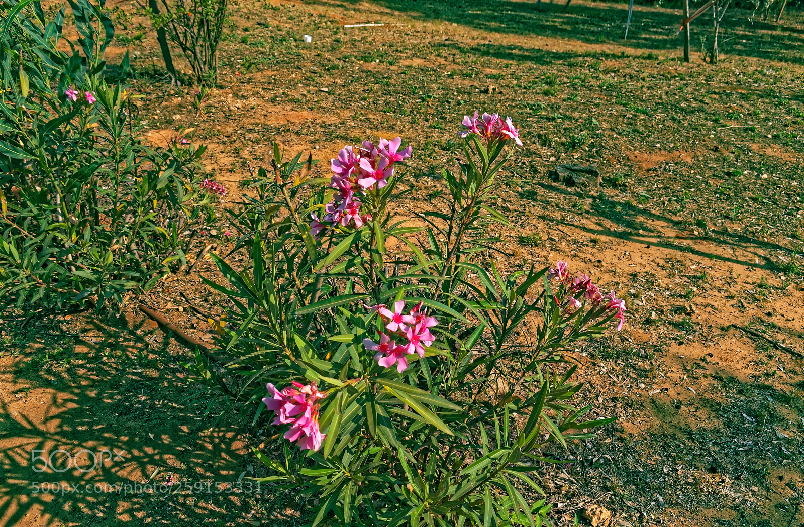 Nikon D5300 sample photo. Pink flower bush photo photography