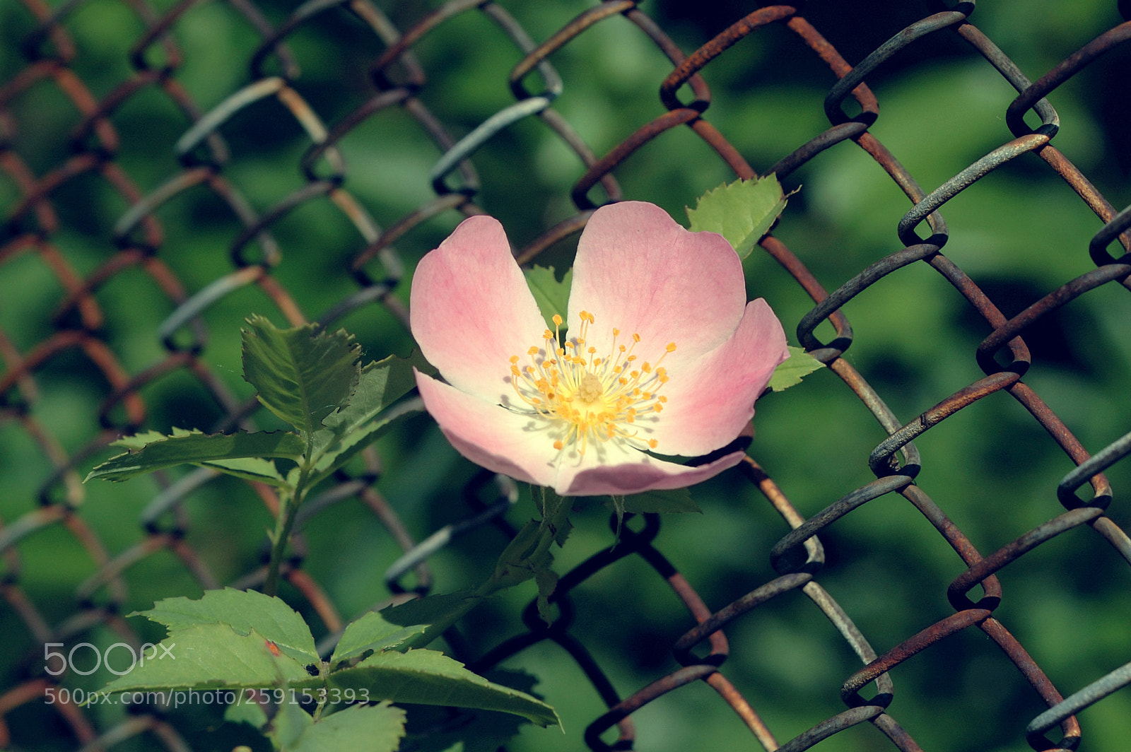 Nikon D70s sample photo. Rosehip photography