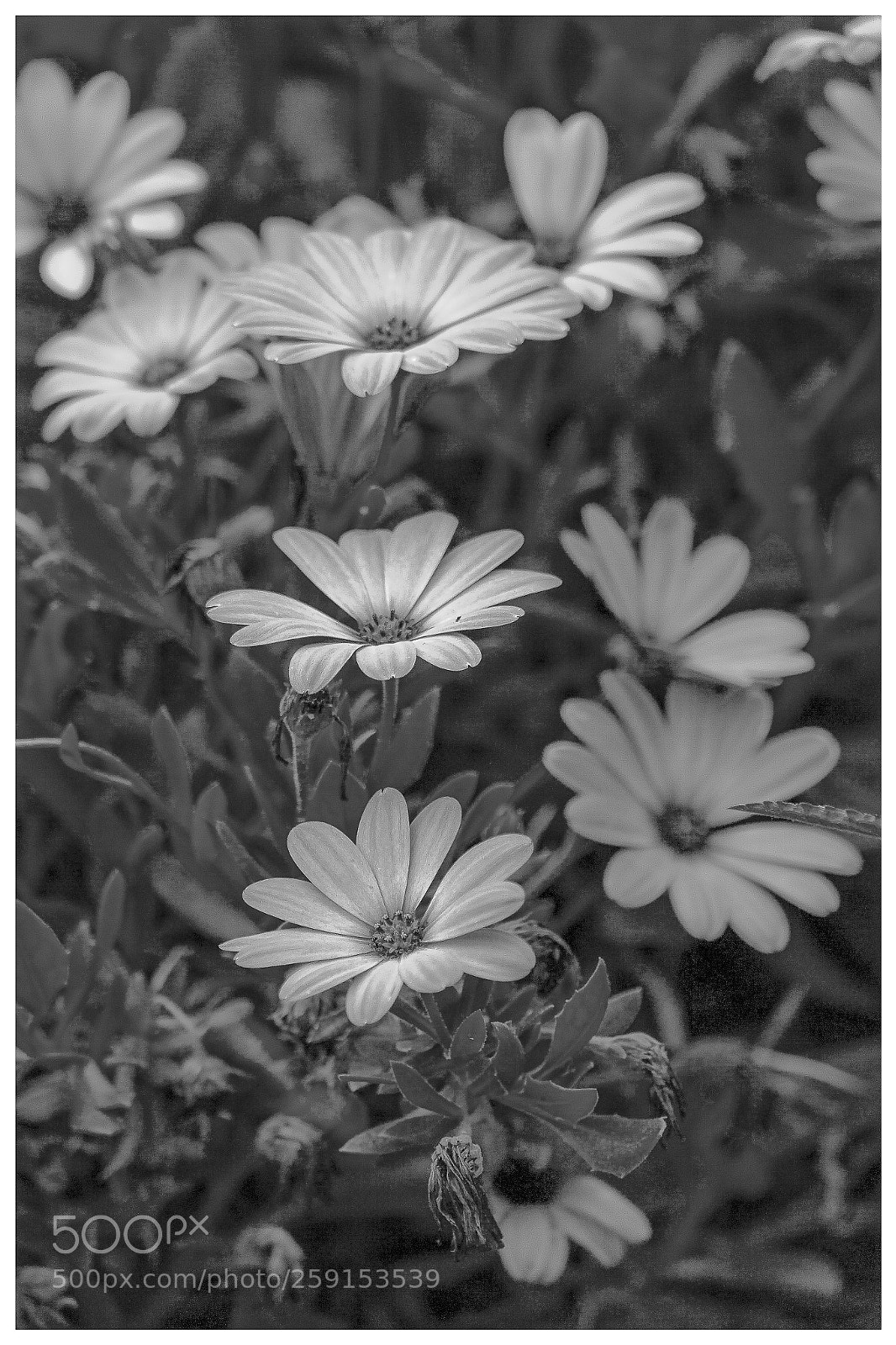 Canon EOS-1Ds Mark II sample photo. Untitled photography