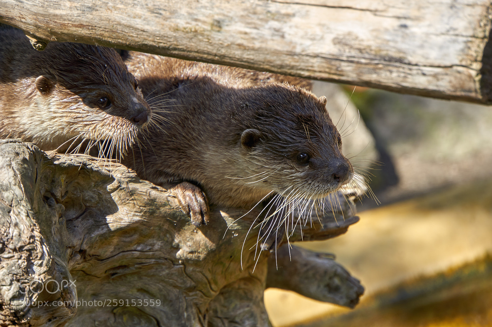 Sony a6000 sample photo. Wilhelma stuttgart photography