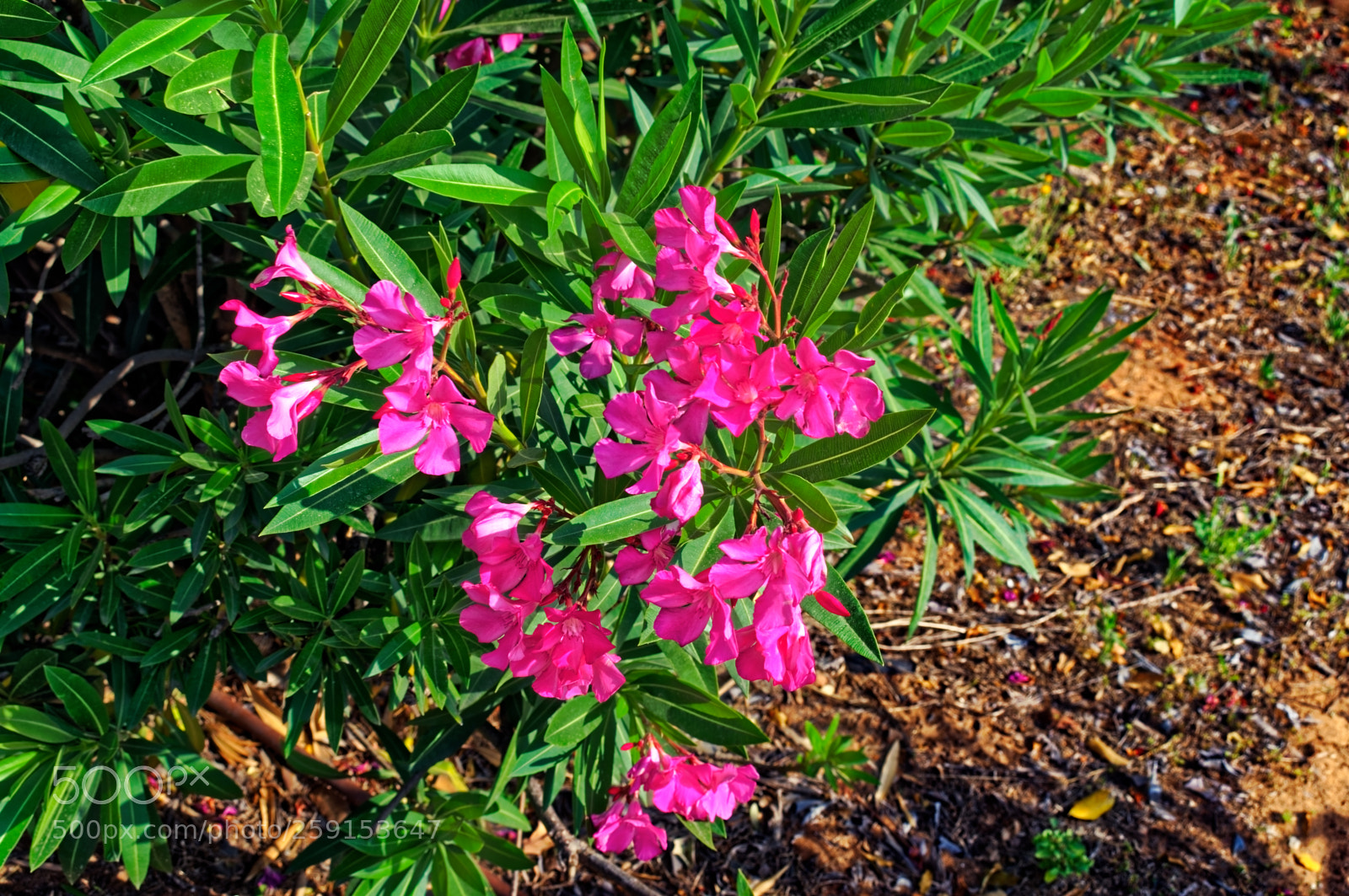 Nikon D5300 sample photo. Pink flowers on a photography