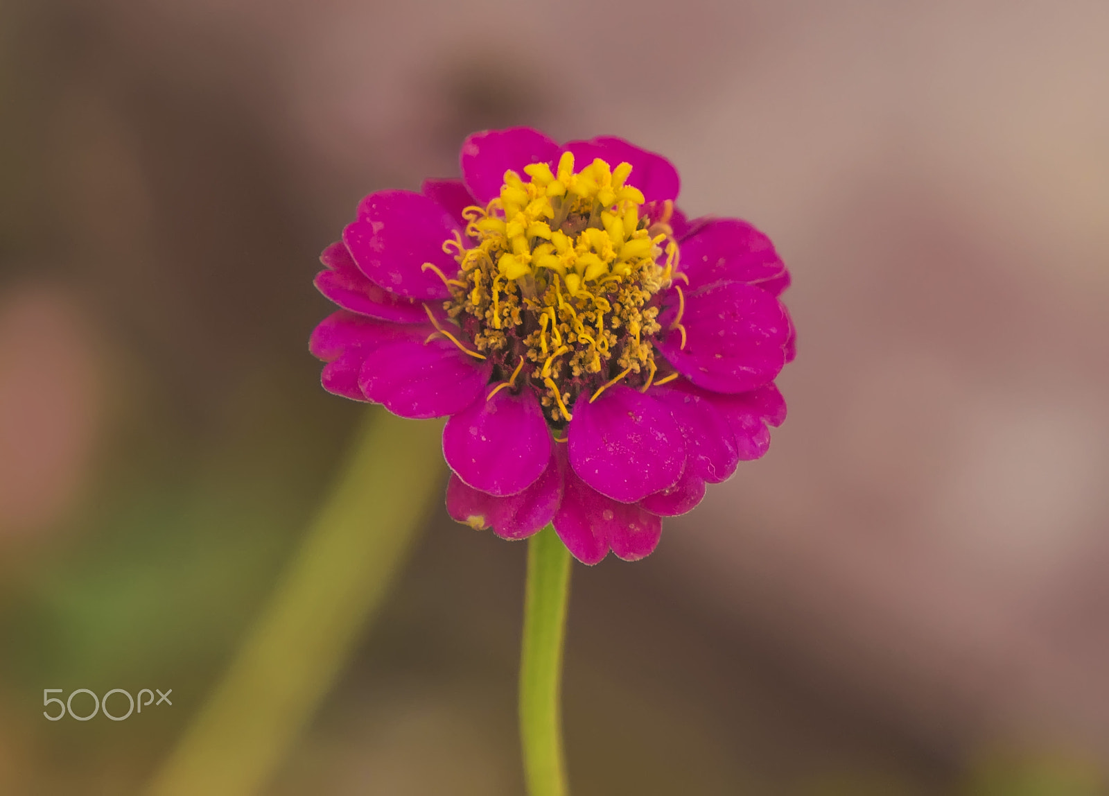 Sony Alpha NEX-5N sample photo. Flower photography