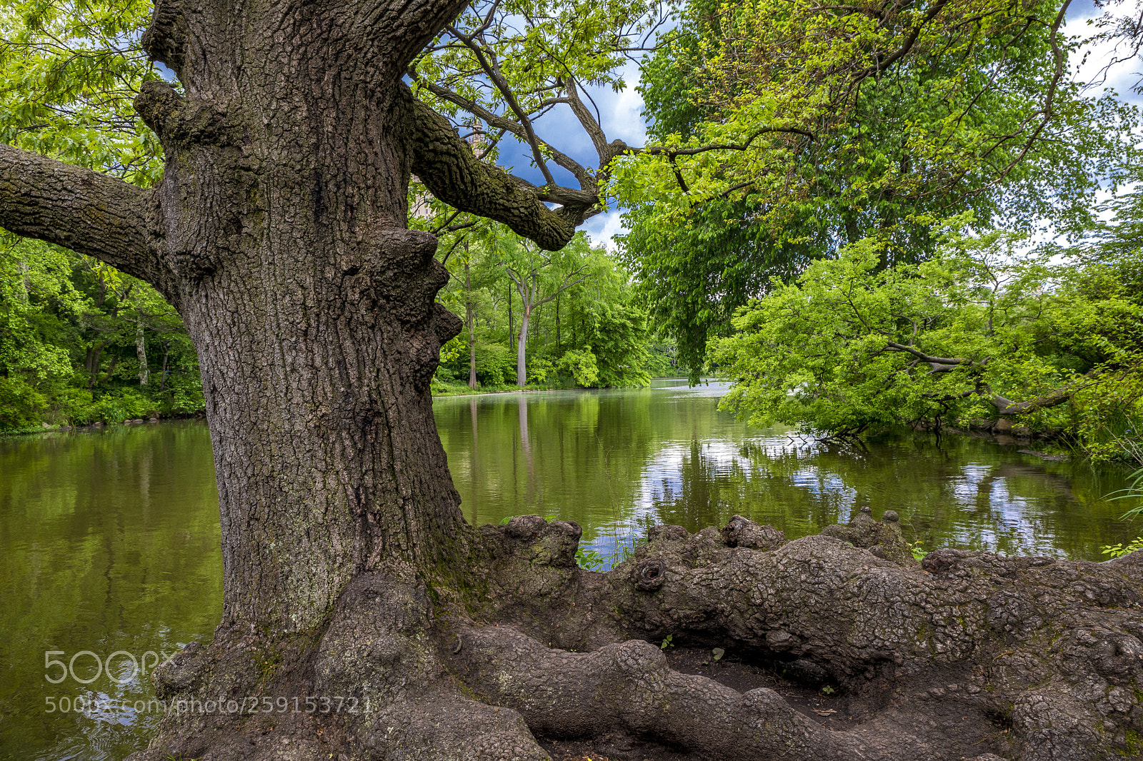 Canon EOS 5D Mark IV sample photo. Urban green photography