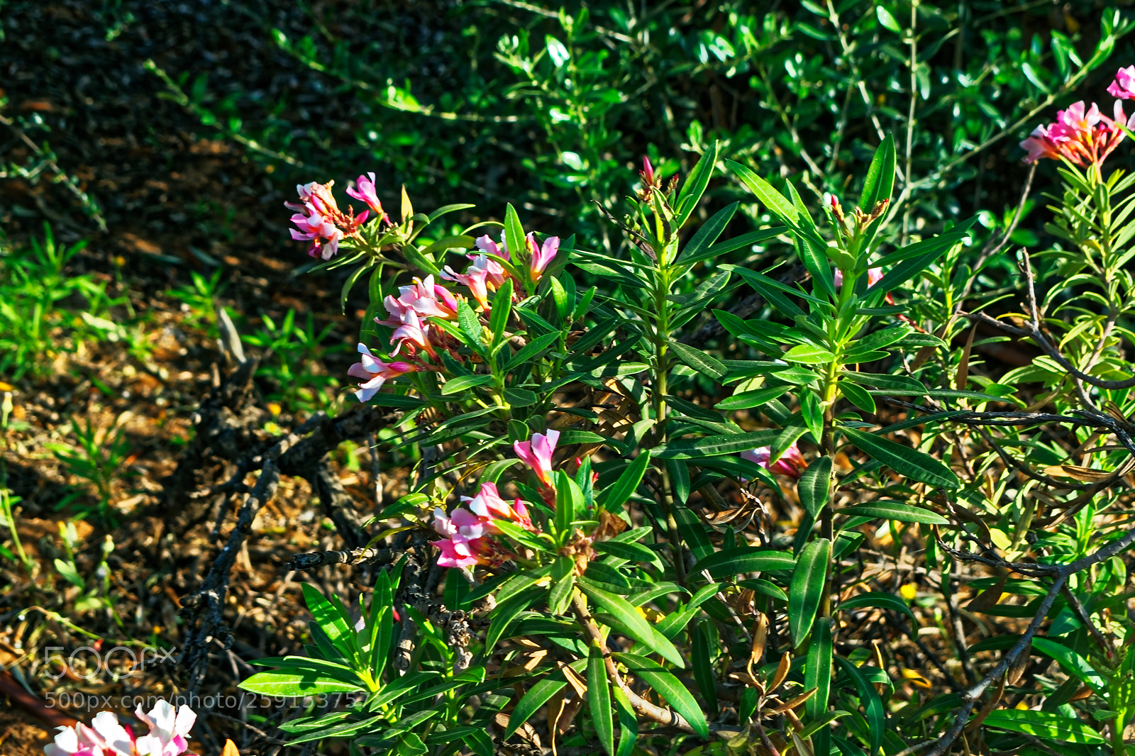 Nikon D5300 sample photo. Pink flowers on a photography