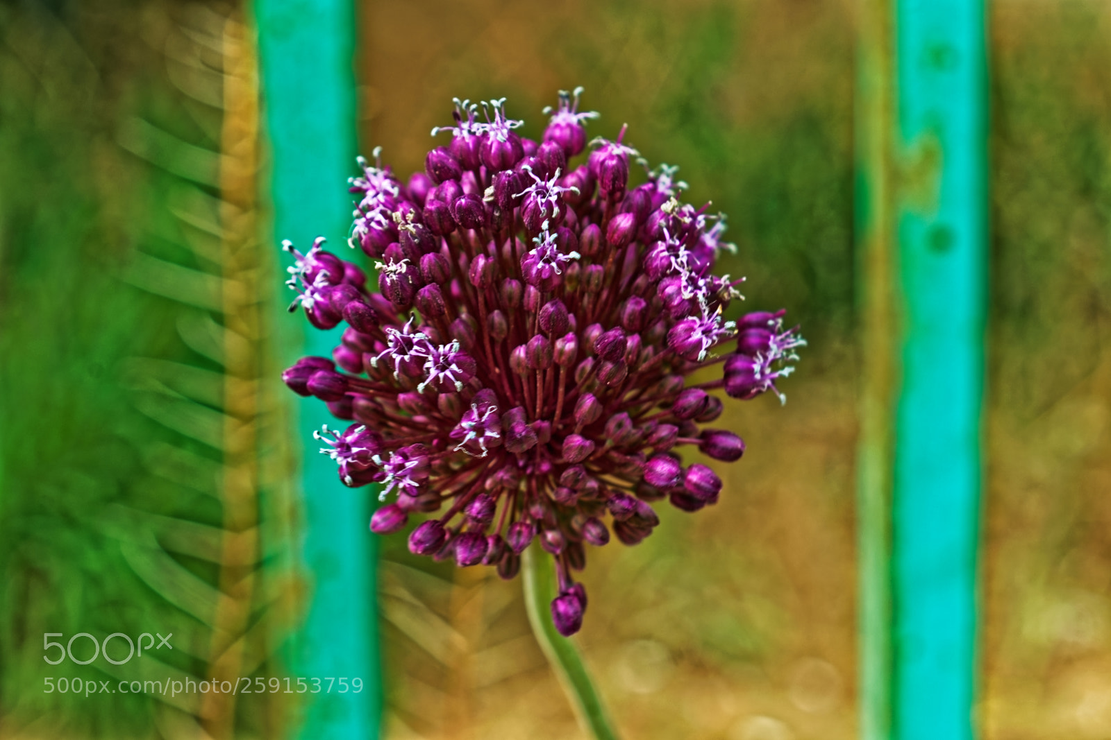 Nikon D5300 sample photo. Purple flowe with white photography