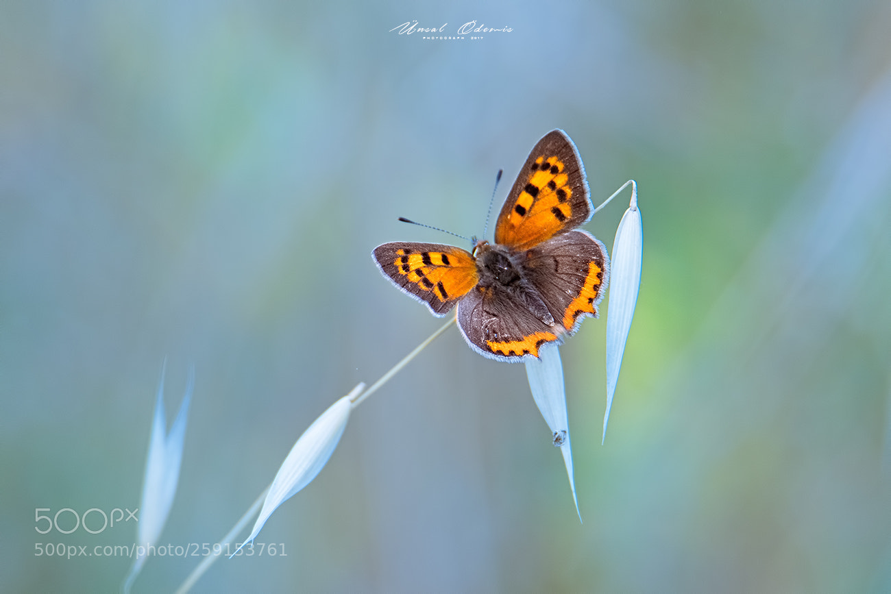 Nikon D850 sample photo. Beauties of nature 29 photography