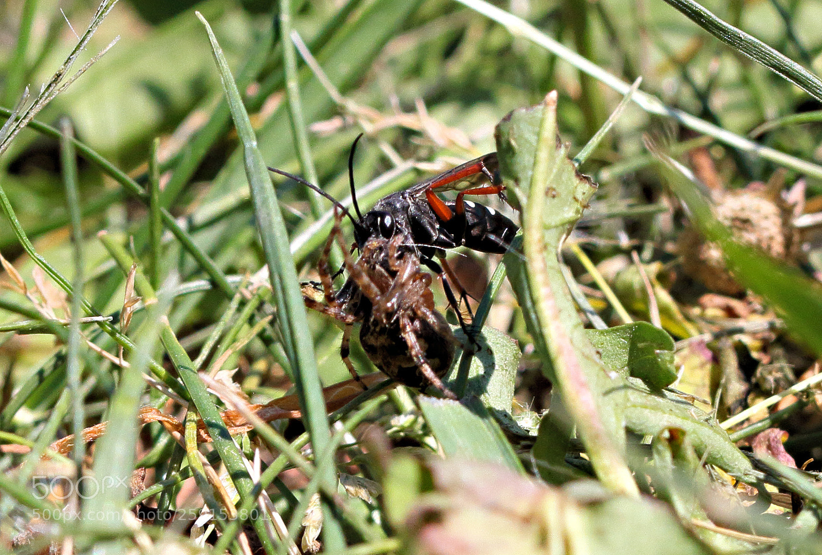Canon EOS 7D sample photo. Hungry photography