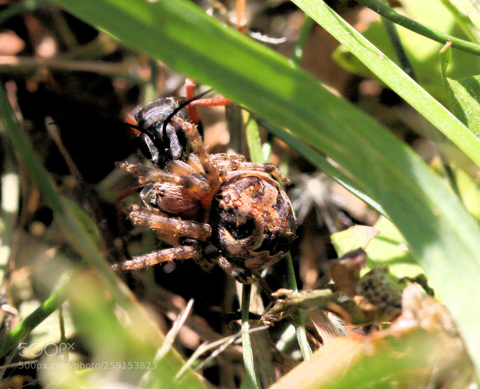Canon EOS 7D sample photo. Hungry photography