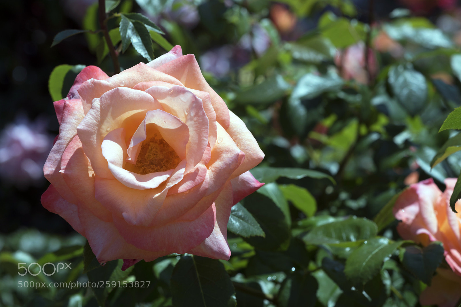 Nikon D750 sample photo. Rose5 photography