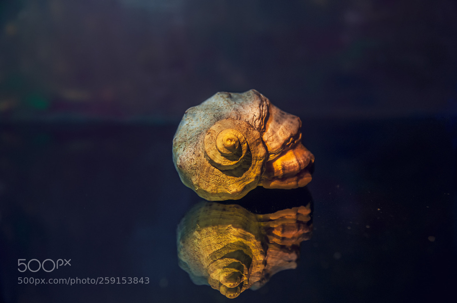 Nikon D90 sample photo. Shell photography