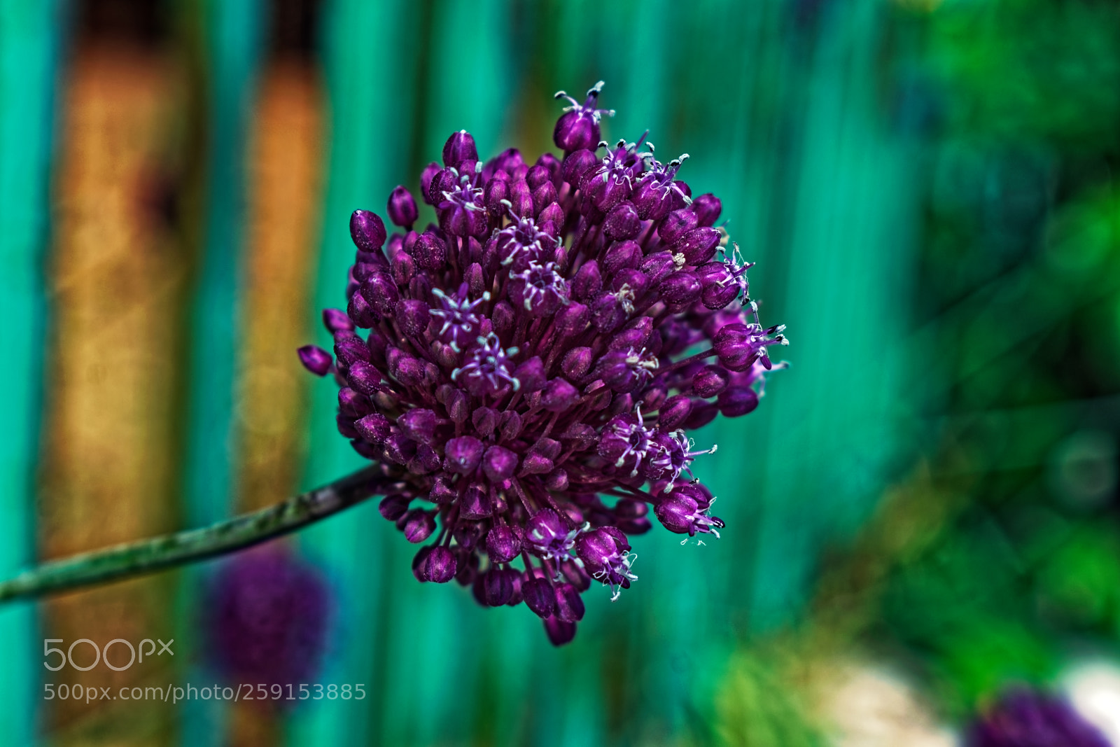 Nikon D5300 sample photo. Purple flower cluster close photography