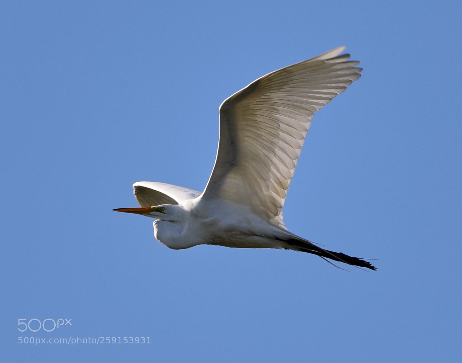 Canon EOS-1D X Mark II sample photo. 05-23-18-0019417.jpg photography