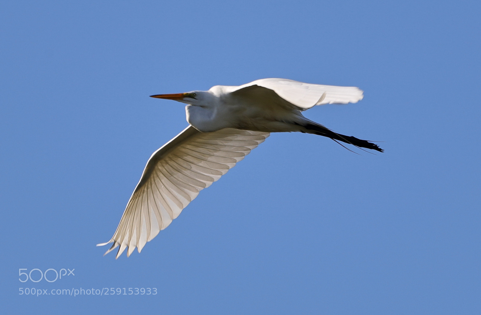 Canon EOS-1D X Mark II sample photo. 05-23-18-0019418.jpg photography
