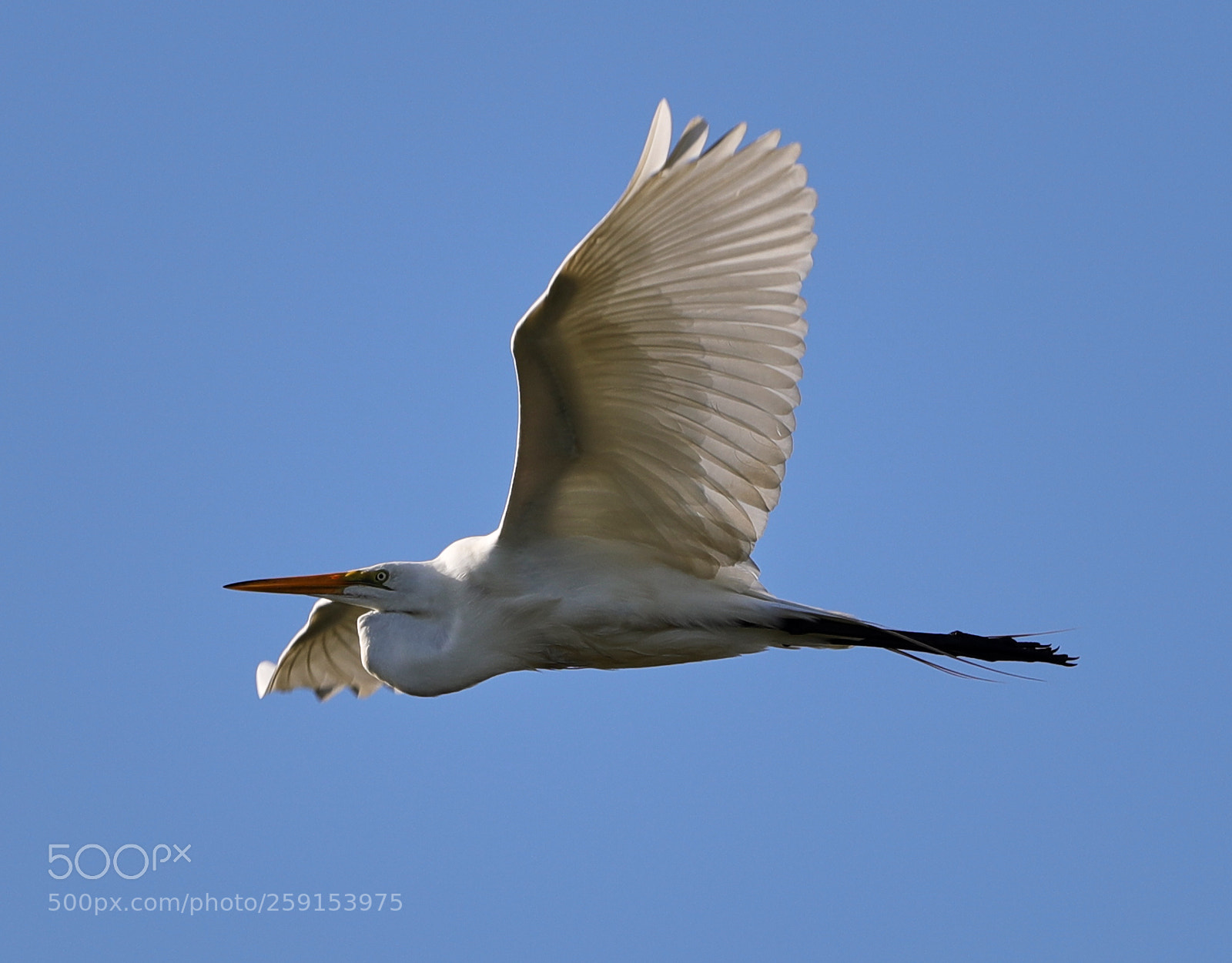 Canon EOS-1D X Mark II sample photo. 05-23-18-0019416.jpg photography