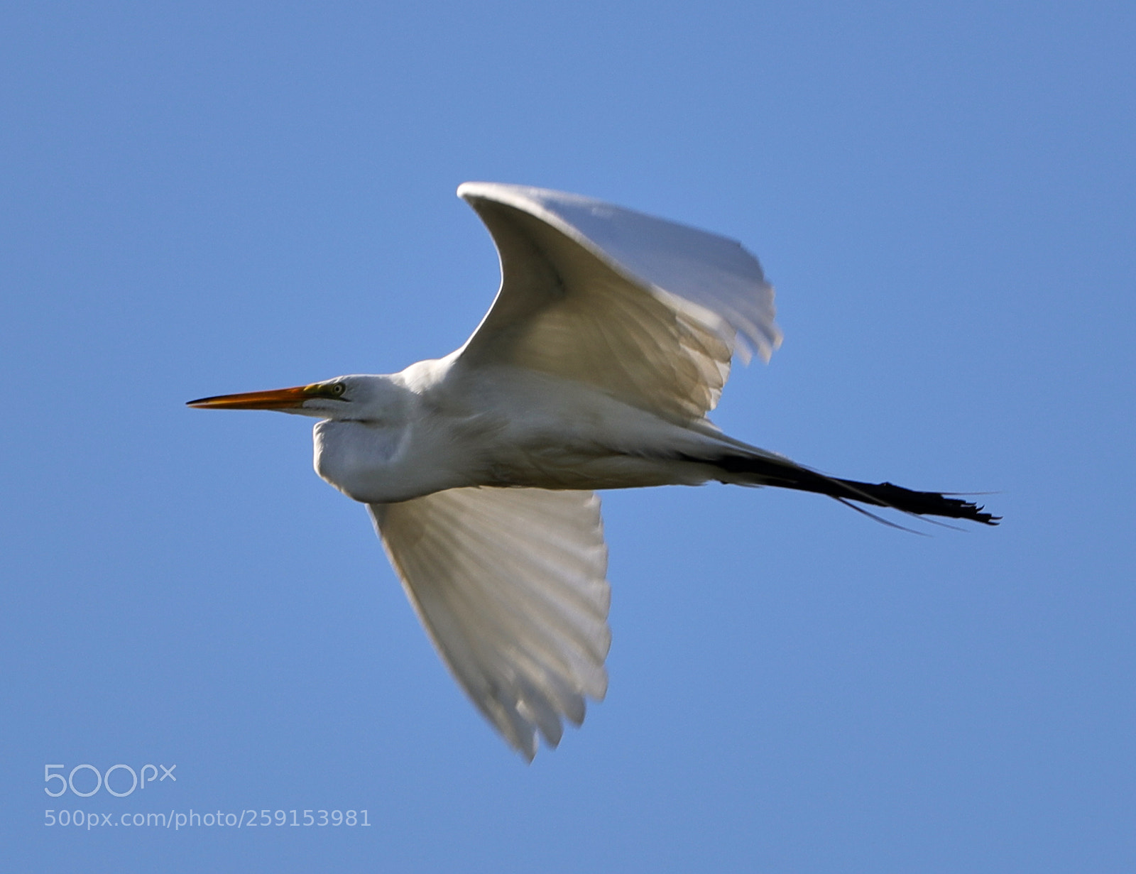 Canon EOS-1D X Mark II sample photo. 05-23-18-0019415.jpg photography