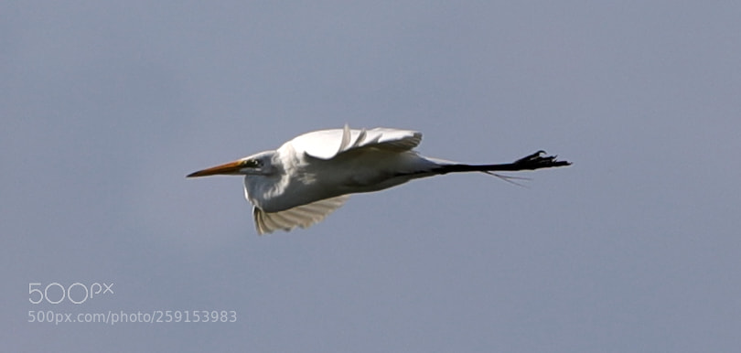 Canon EOS-1D X Mark II sample photo. 05-23-18-0019414.jpg photography