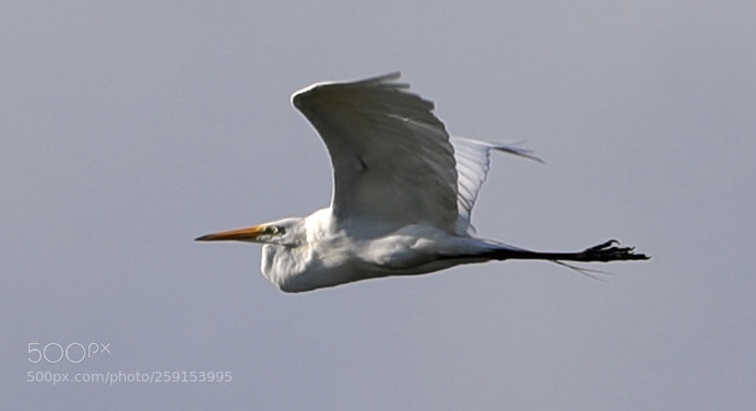 Canon EOS-1D X Mark II sample photo. 05-23-18-0019412.jpg photography
