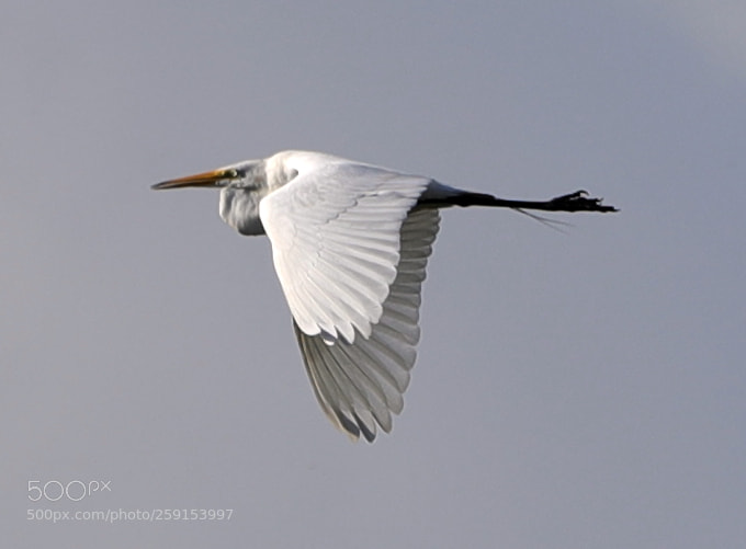 Canon EOS-1D X Mark II sample photo. 05-23-18-0019413.jpg photography