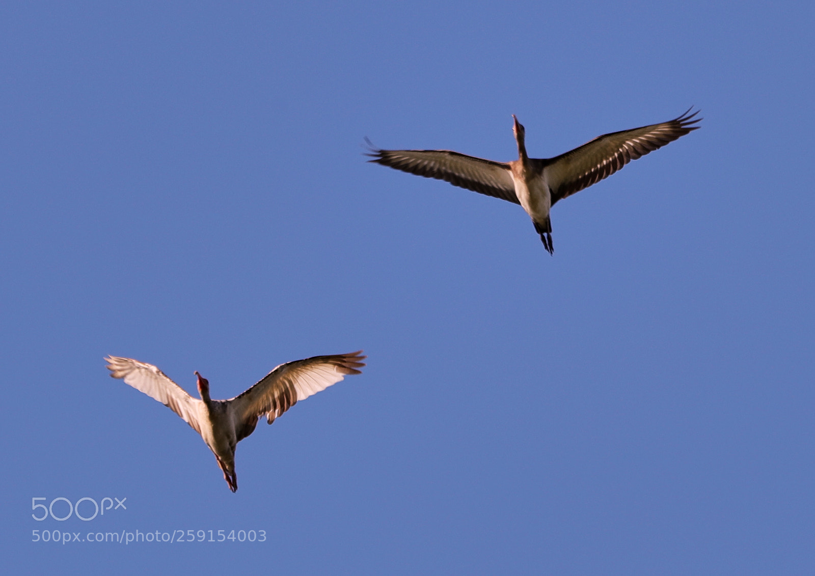 Canon EOS-1D X Mark II sample photo. 05-23-18-0019409.jpg photography
