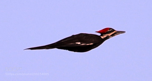 Canon EOS-1D X Mark II sample photo. 05-23-18-0019408.jpg photography