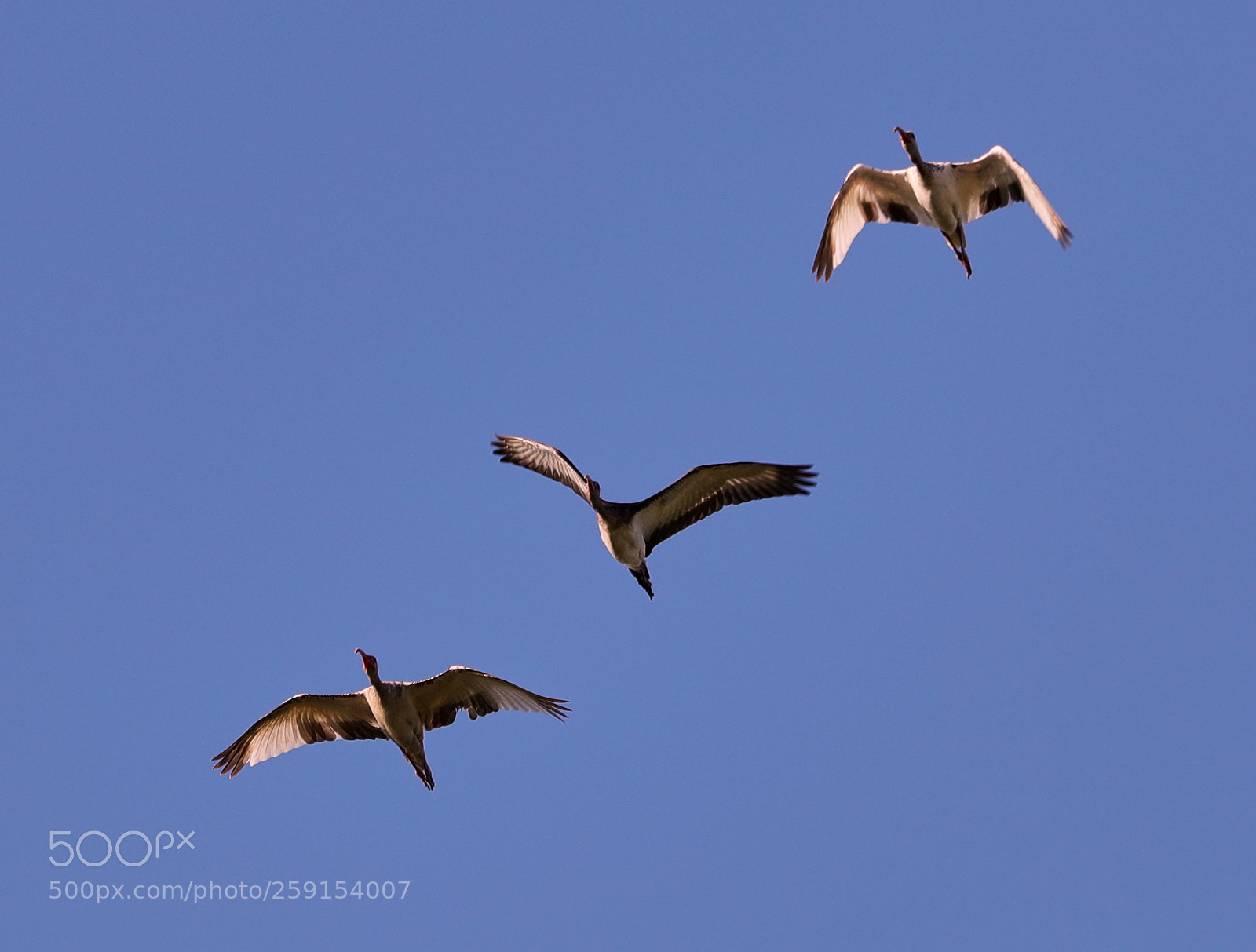 Canon EOS-1D X Mark II sample photo. 05-23-18-0019410.jpg photography