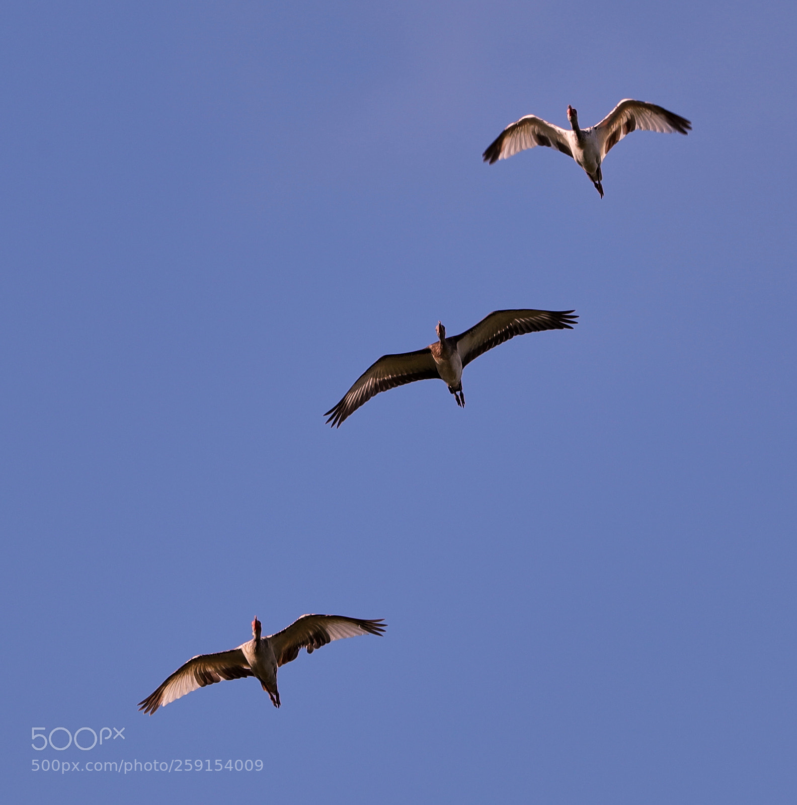 Canon EOS-1D X Mark II sample photo. 05-23-18-0019411.jpg photography