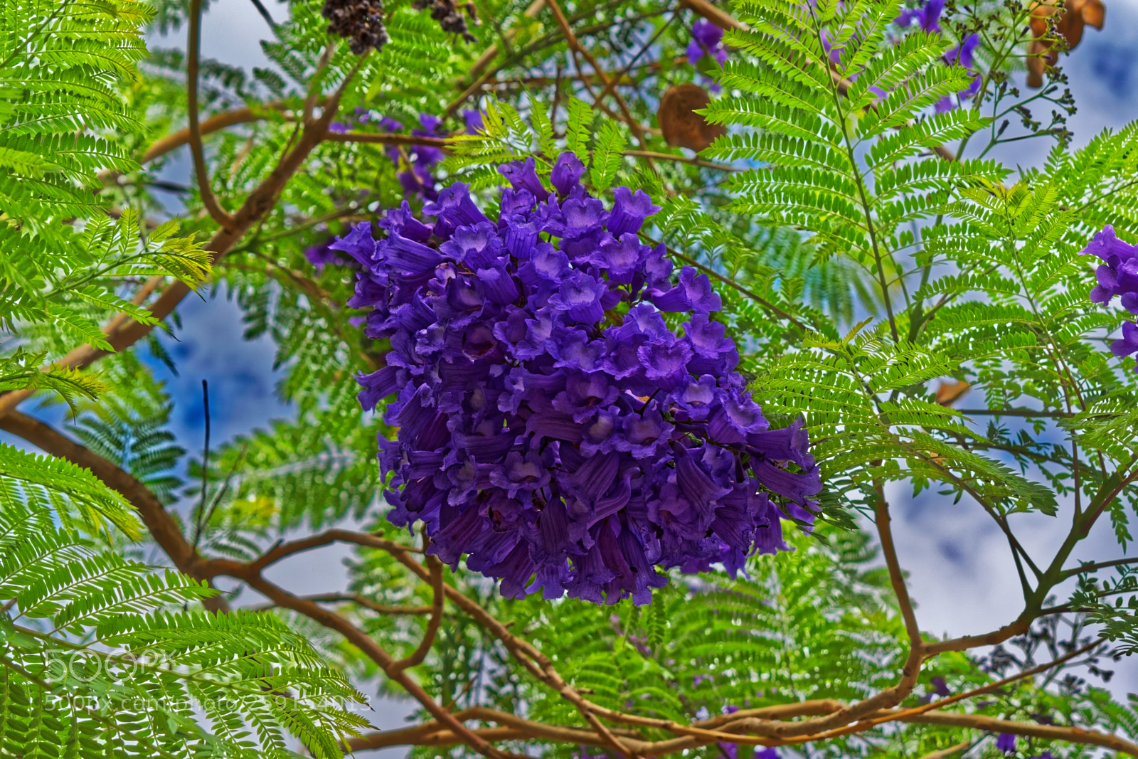 Nikon D5300 sample photo. Purple flower cluster hanging photography