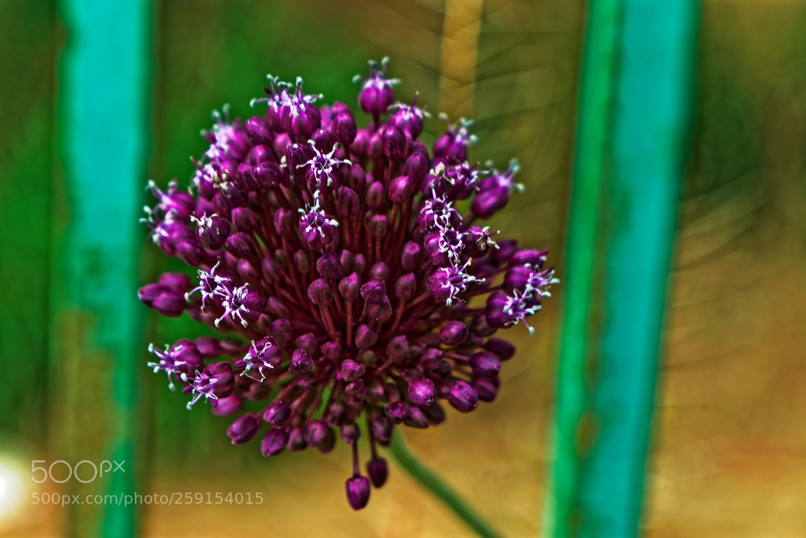 Nikon D5300 sample photo. Purple flower with white photography