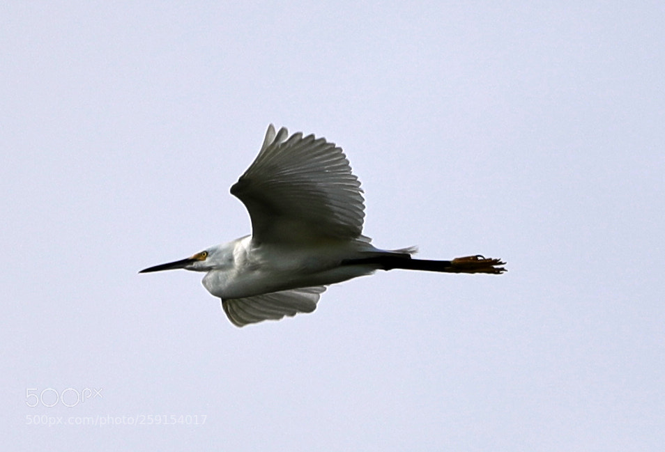 Canon EOS-1D X Mark II sample photo. 05-23-18-0019406.jpg photography