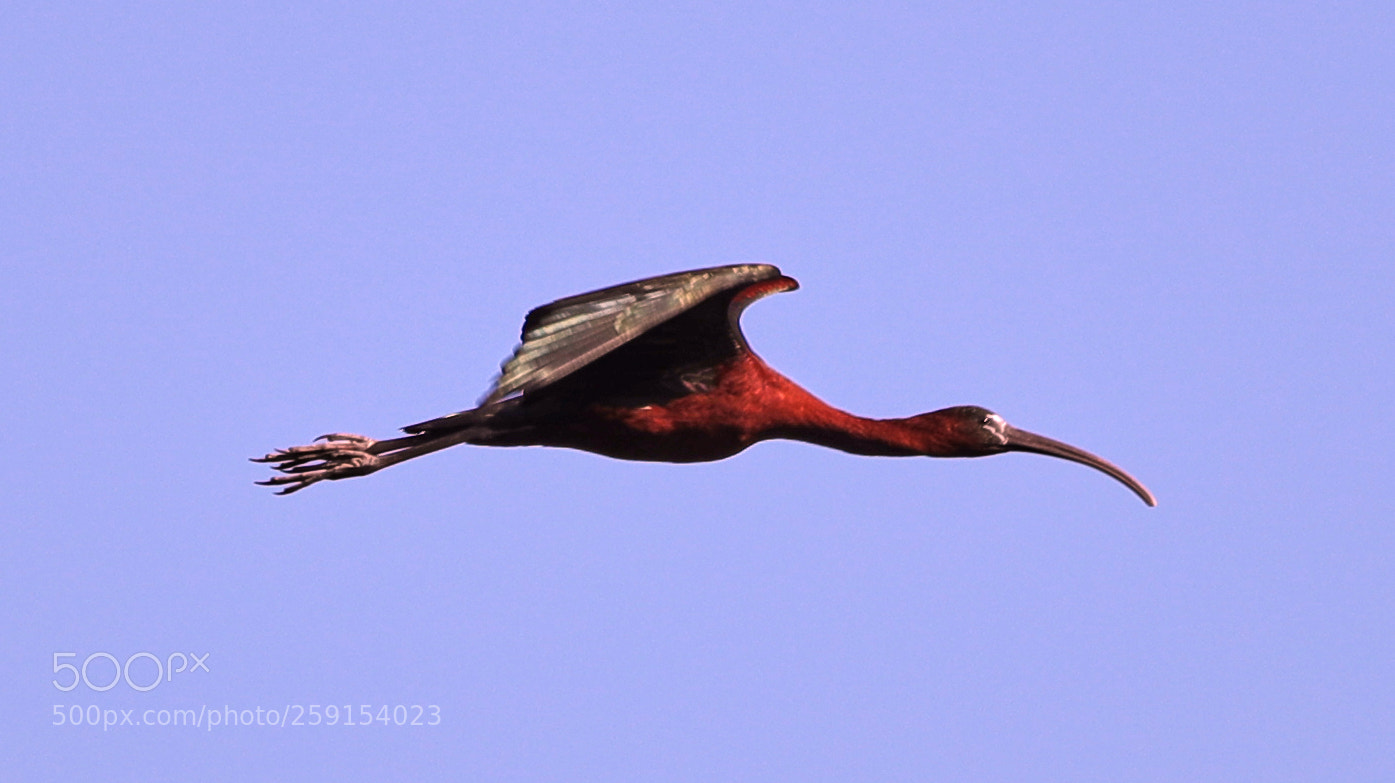 Canon EOS-1D X Mark II sample photo. 05-23-18-0019404.jpg photography