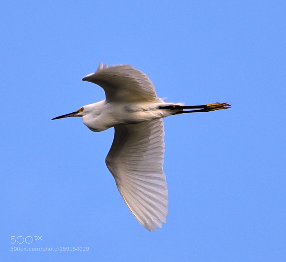 Canon EOS-1D X Mark II sample photo. 05-23-18-0019400.jpg photography