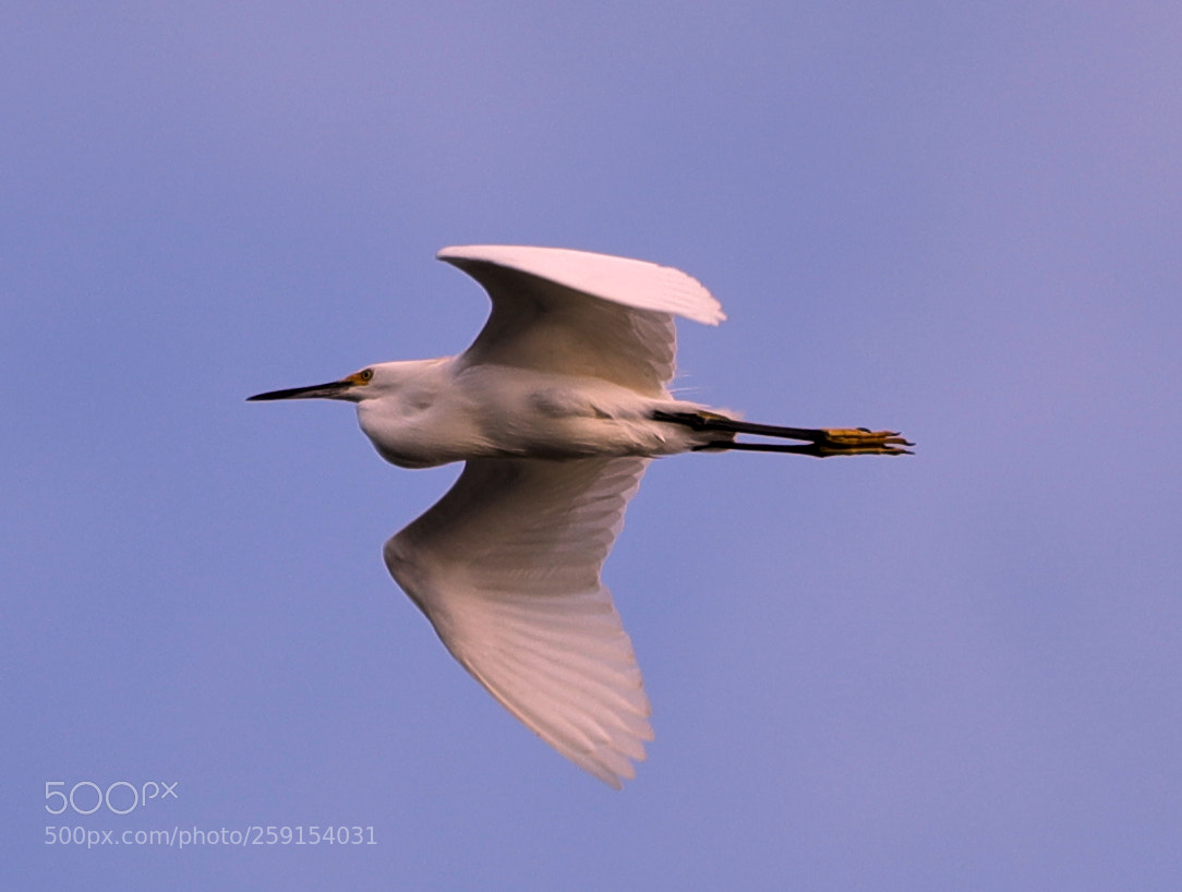 Canon EOS-1D X Mark II sample photo. 05-23-18-0019401.jpg photography