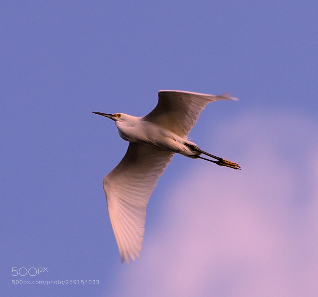 Canon EOS-1D X Mark II sample photo. 05-23-18-0019402.jpg photography