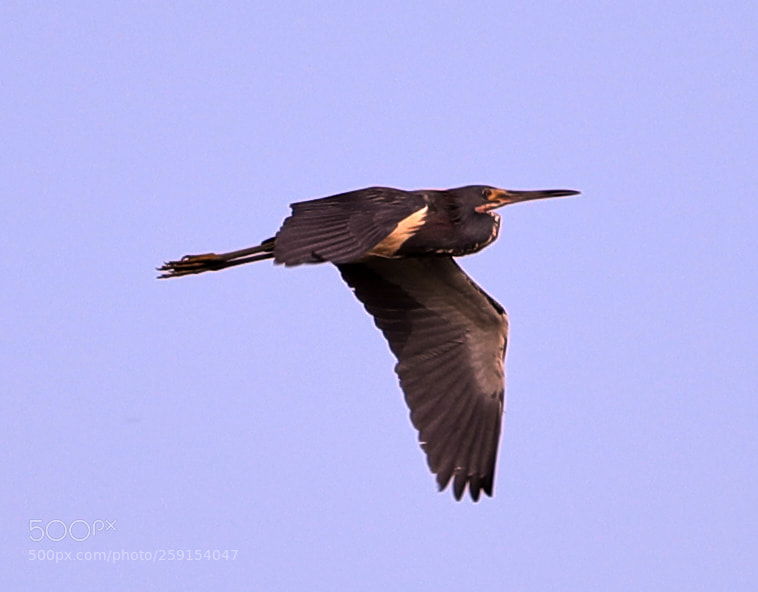 Canon EOS-1D X Mark II sample photo. 05-23-18-0019399.jpg photography