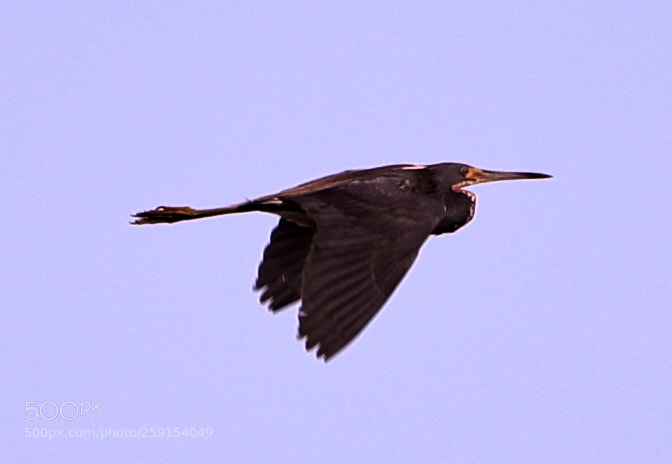 Canon EOS-1D X Mark II sample photo. 05-23-18-0019398.jpg photography