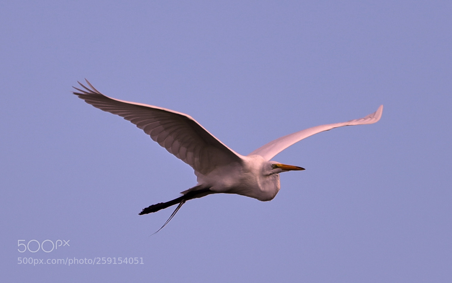 Canon EOS-1D X Mark II sample photo. 05-23-18-0019397.jpg photography
