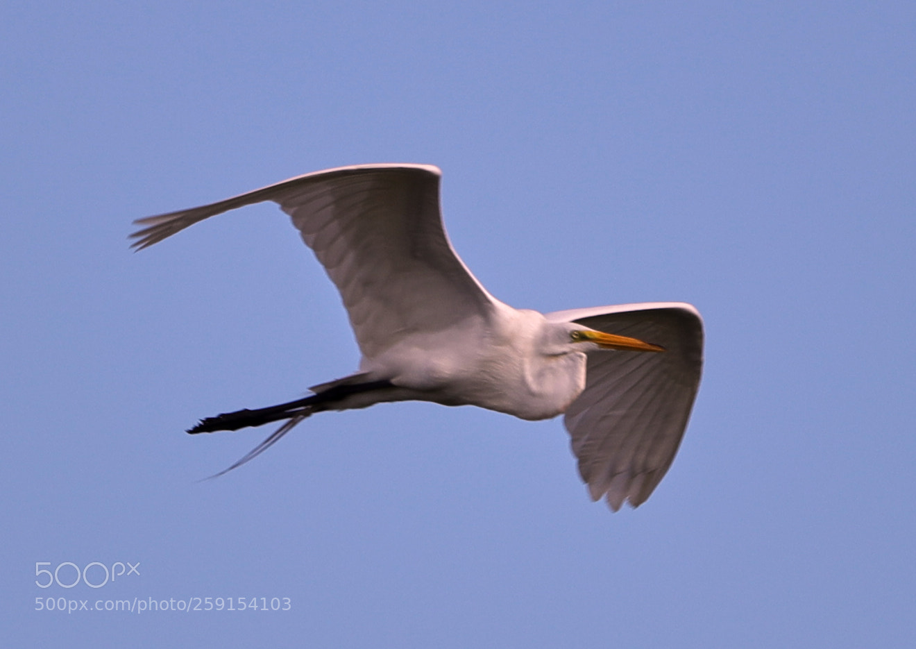Canon EOS-1D X Mark II sample photo. 05-23-18-0019396.jpg photography