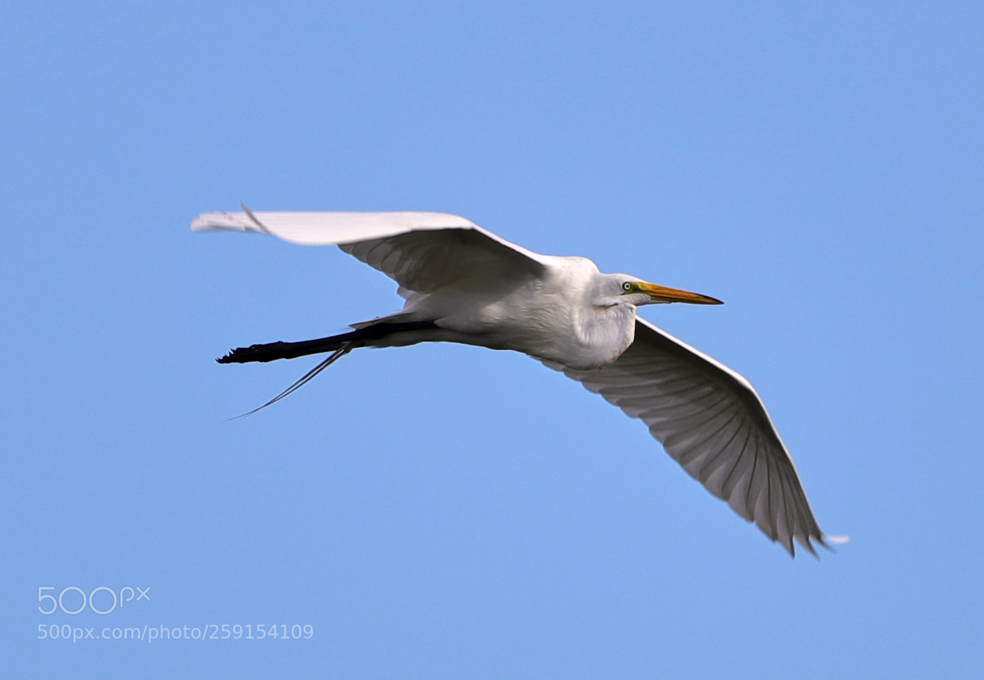 Canon EOS-1D X Mark II sample photo. 05-23-18-0019395.jpg photography