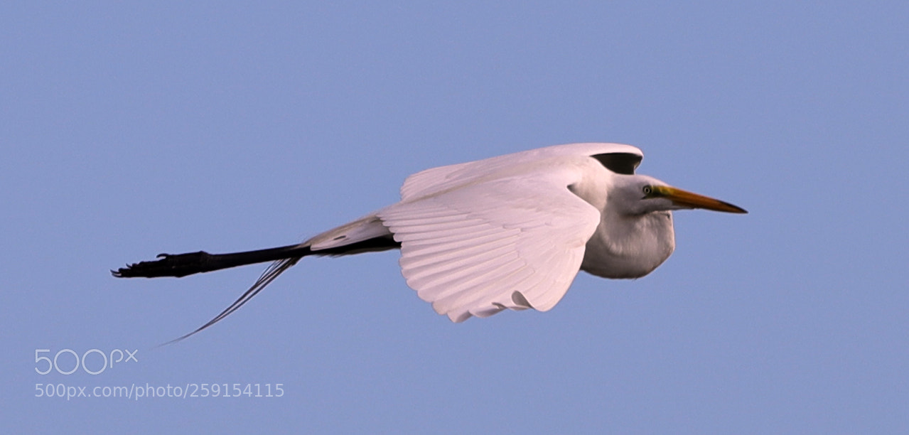 Canon EOS-1D X Mark II sample photo. 05-23-18-0019392.jpg photography