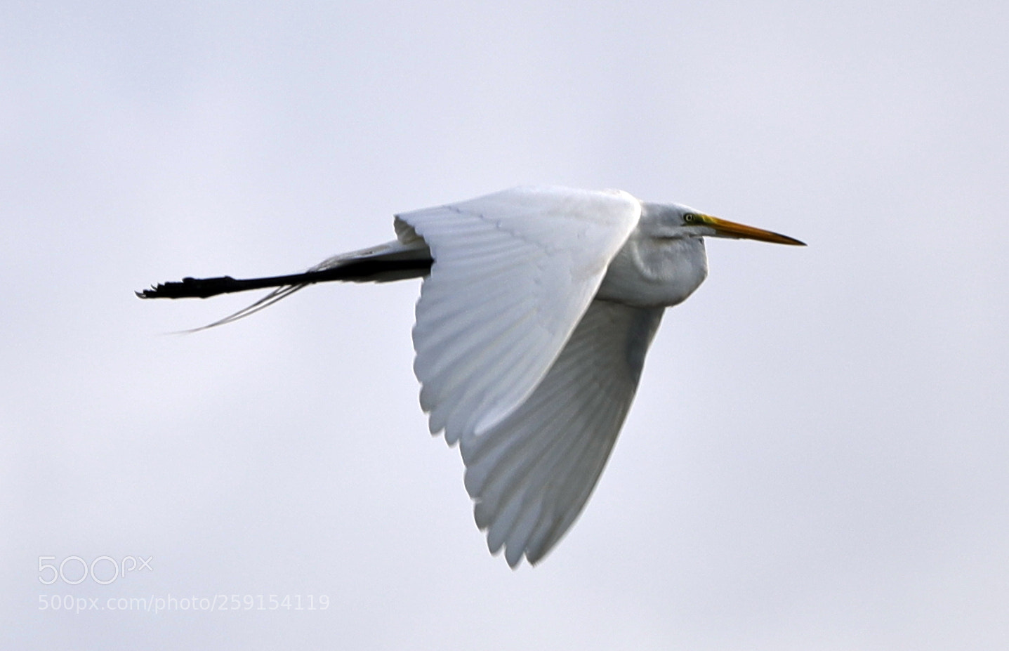 Canon EOS-1D X Mark II sample photo. 05-23-18-0019390.jpg photography