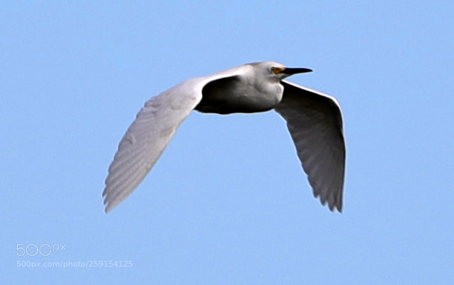 Canon EOS-1D X Mark II sample photo. 05-23-18-0019389.jpg photography