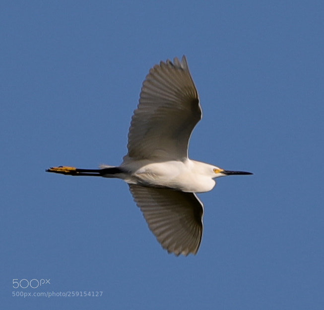 Canon EOS-1D X Mark II sample photo. 05-23-18-0019376.jpg photography